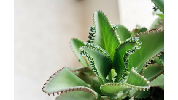 KALANCHOE PINNATA: AN OVERVIEW